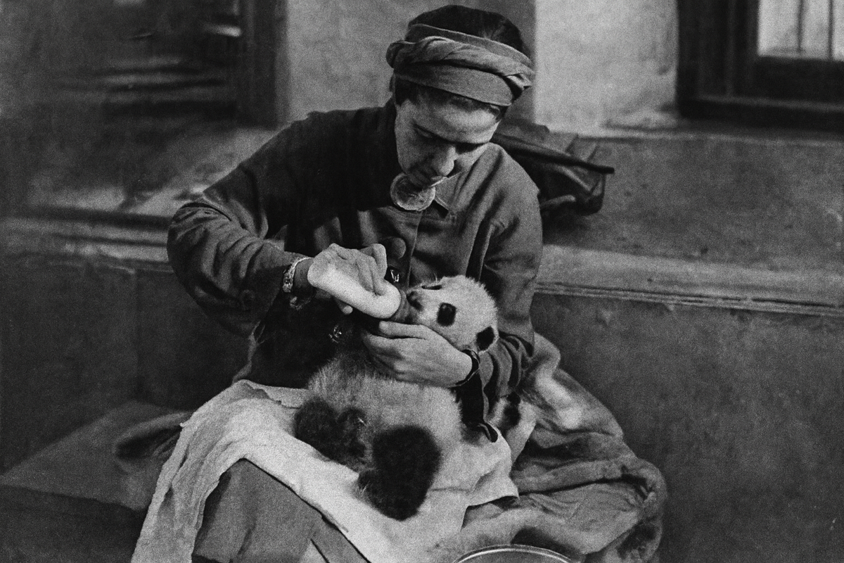 Su-Lin the Panda, America’s First Encounter with China’s Rarest Bear