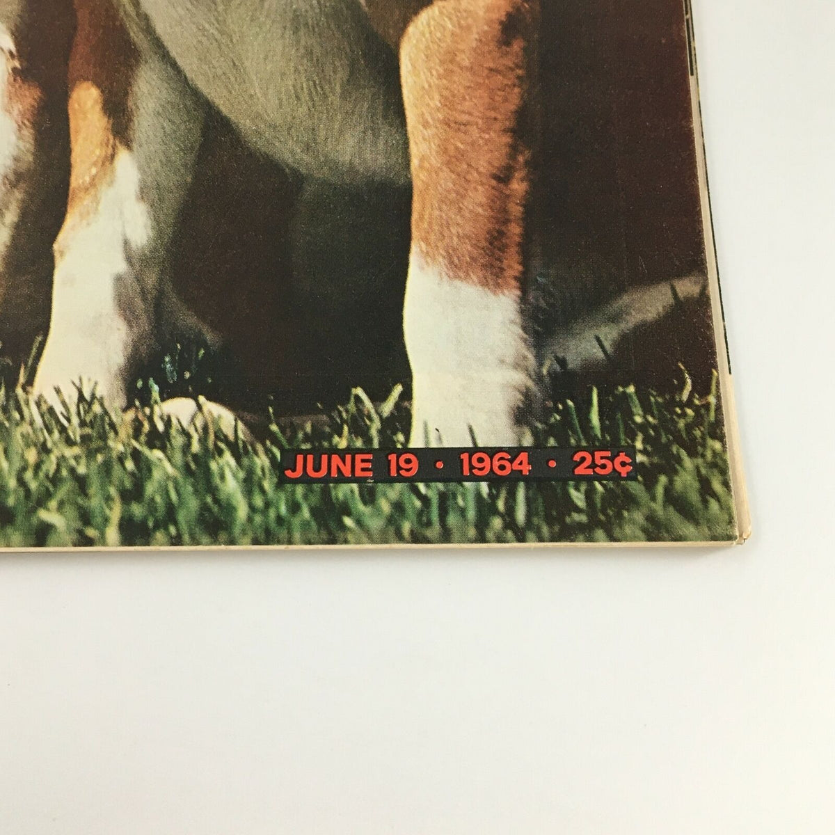Close-up view of VTG Life Magazine June 19 1964, featuring The President's Beagles with the date prominently displayed, highlighting vintage magazine design.