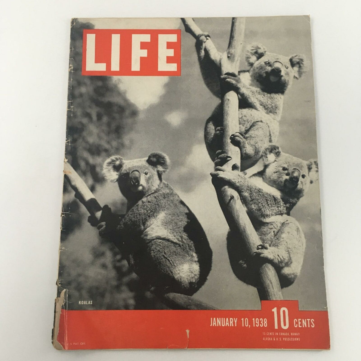 Vintage Life Magazine cover from January 10, 1938, featuring koalas on a tree, showcasing the era's photography and design.