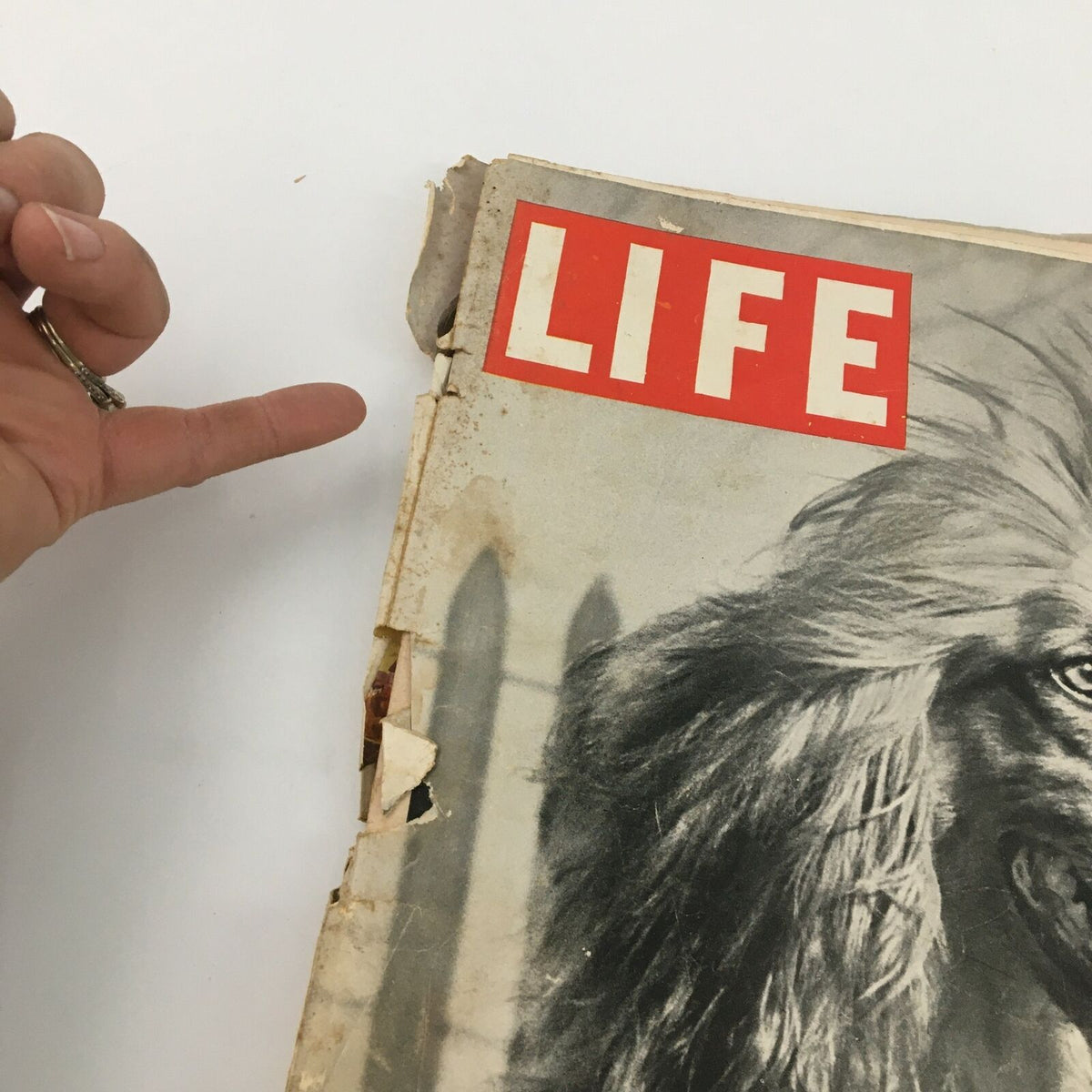 Cover of VTG Life Magazine November 26 1945, showing a worn edge and the iconic 'LIFE' logo, featuring a champion Afghan Hound, ideal for collectors of vintage magazines.