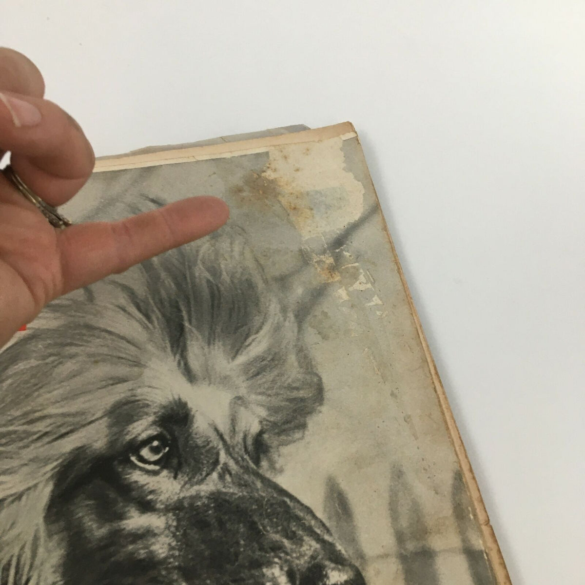 Close-up of the corner of the VTG Life Magazine November 26 1945 cover, highlighting age-related wear and the majestic Afghan Hound's image.