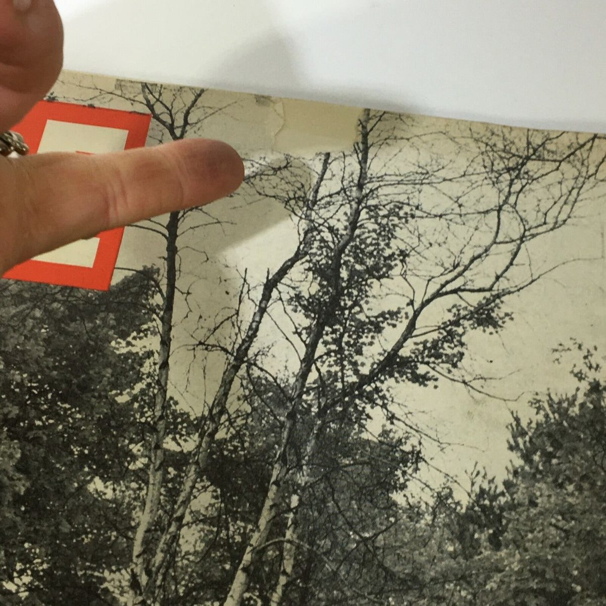 Close-up view of the VTG Life Magazine Cover from October 29, 1945, highlighting wear and minor imperfections on the Autumn Forest cover.