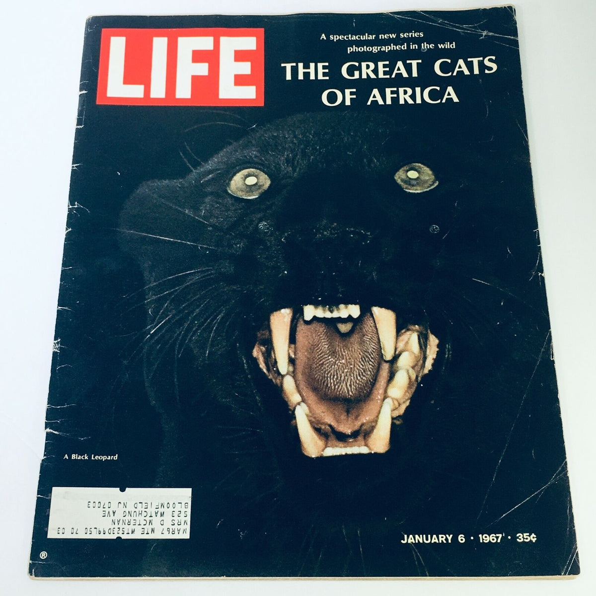Cover of the VTG Life Magazine from January 6, 1967 featuring the article 'The Great Cats of Africa, The Black Leopard'. The cover displays an intense image of a Black Leopard with its mouth open, showcasing its sharp teeth and vibrant eyes.