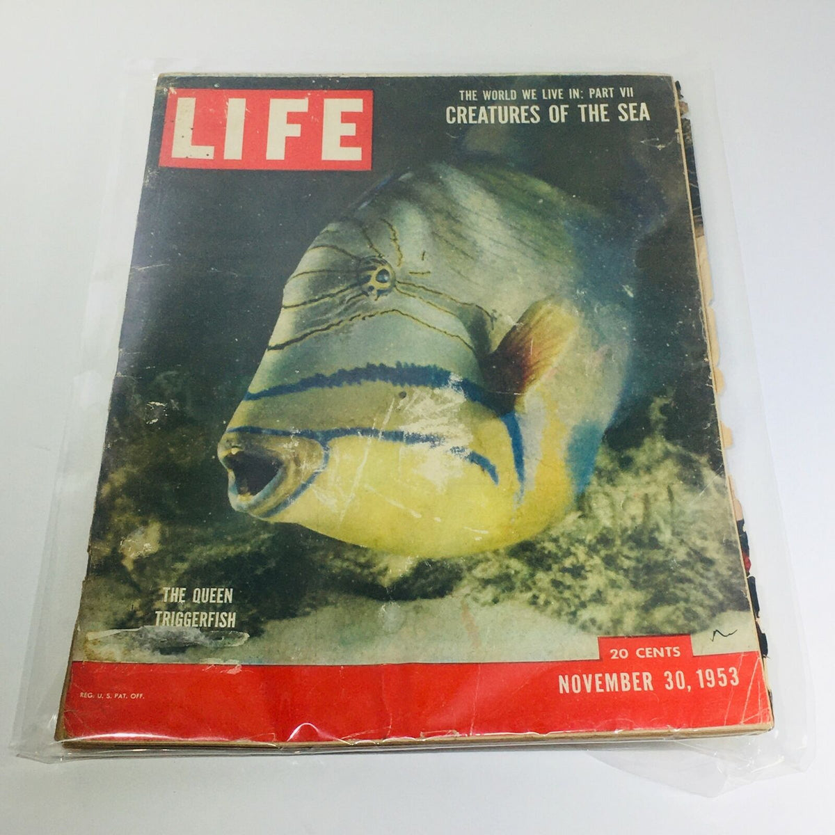 Vintage Life Magazine cover from November 30, 1953 featuring The Queen Triggerfish and the theme Creatures of the Sea, showcasing vibrant marine life imagery.