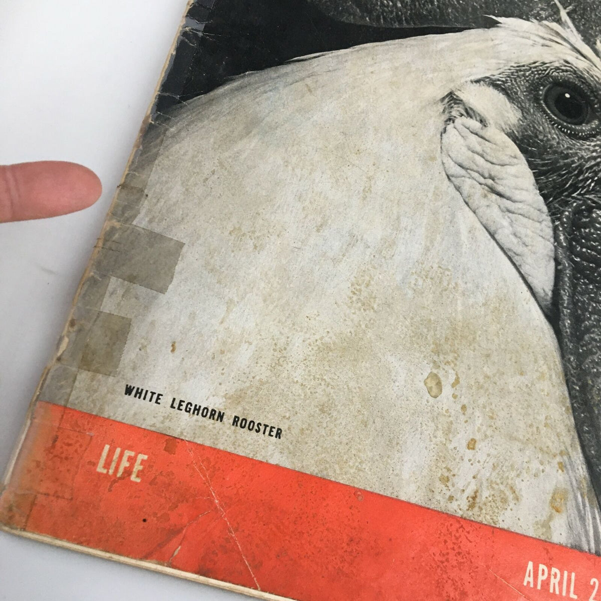 Close-up view of the cover of VTG Life Magazine April 26 1937, highlighting the label 'White Leghorn Rooster' and the magazine's vintage wear.