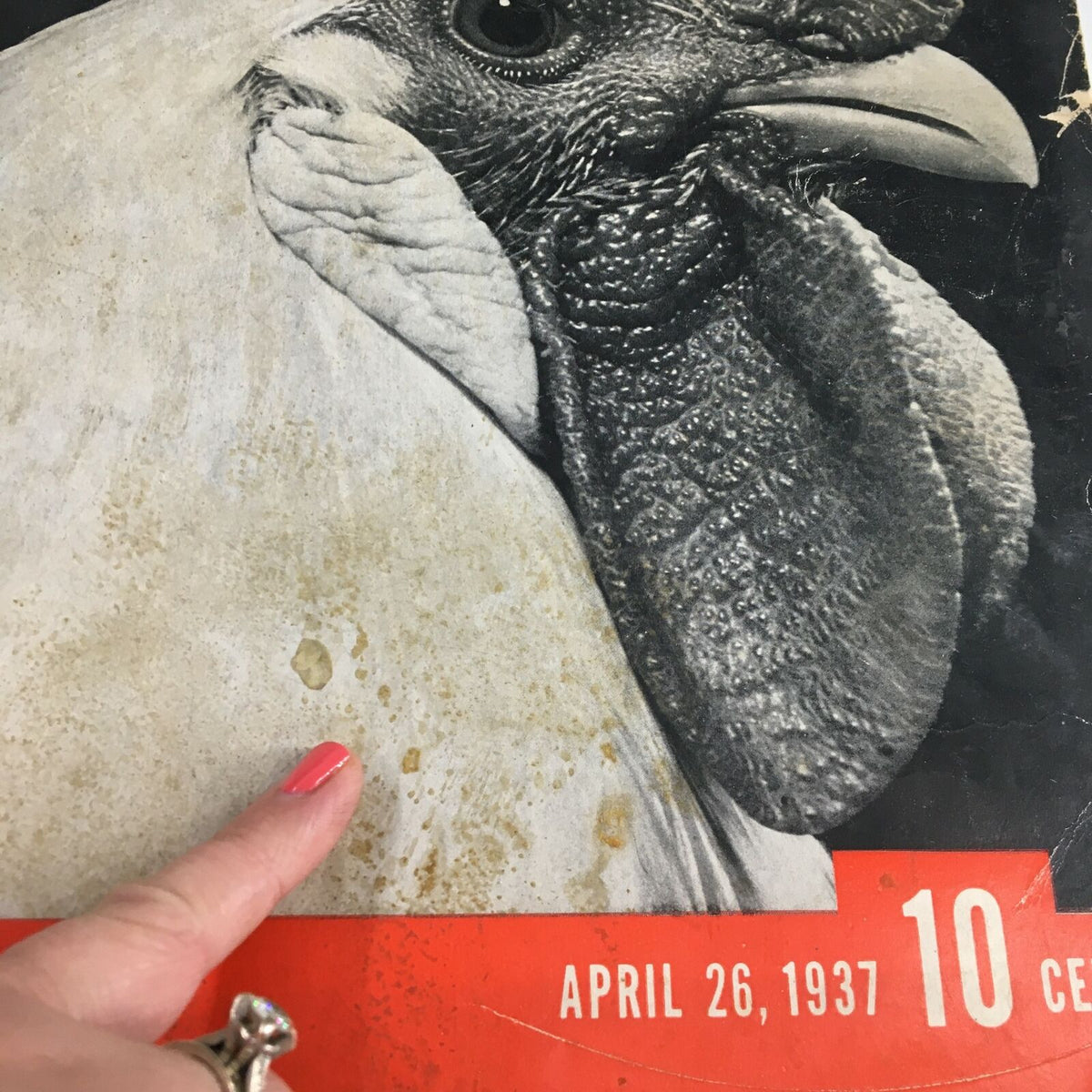 Detailed view of the cover of VTG Life Magazine April 26 1937, showing wear and stains but still emphasizing the White Leghorn Rooster feature.