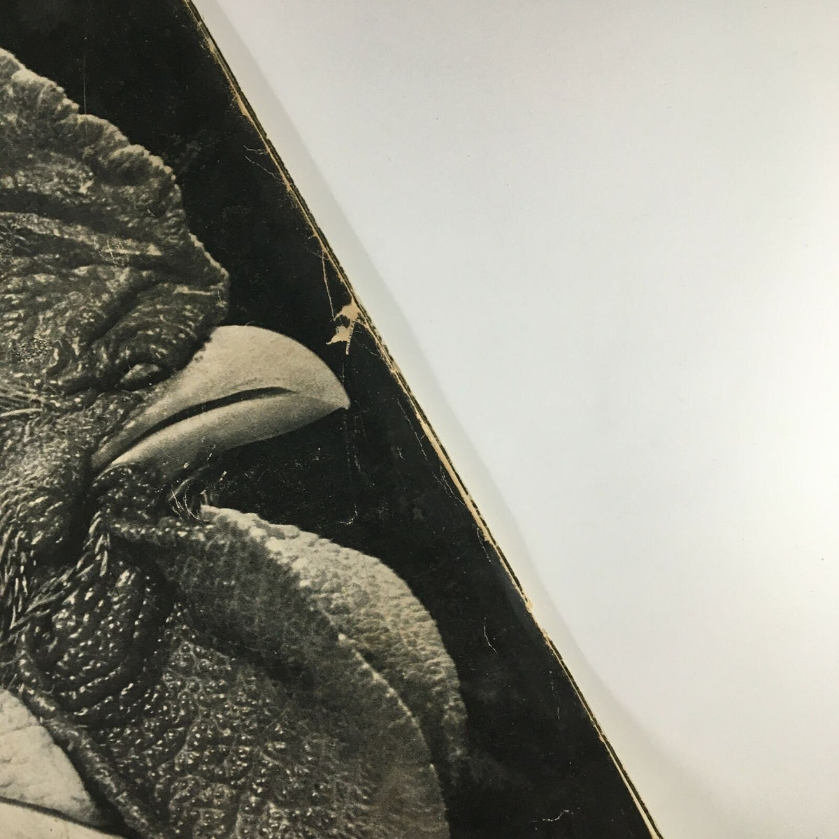 Upper corner detail of the cover of VTG Life Magazine April 26 1937, focusing on the textured surface and iconic imagery of the White Leghorn Rooster.