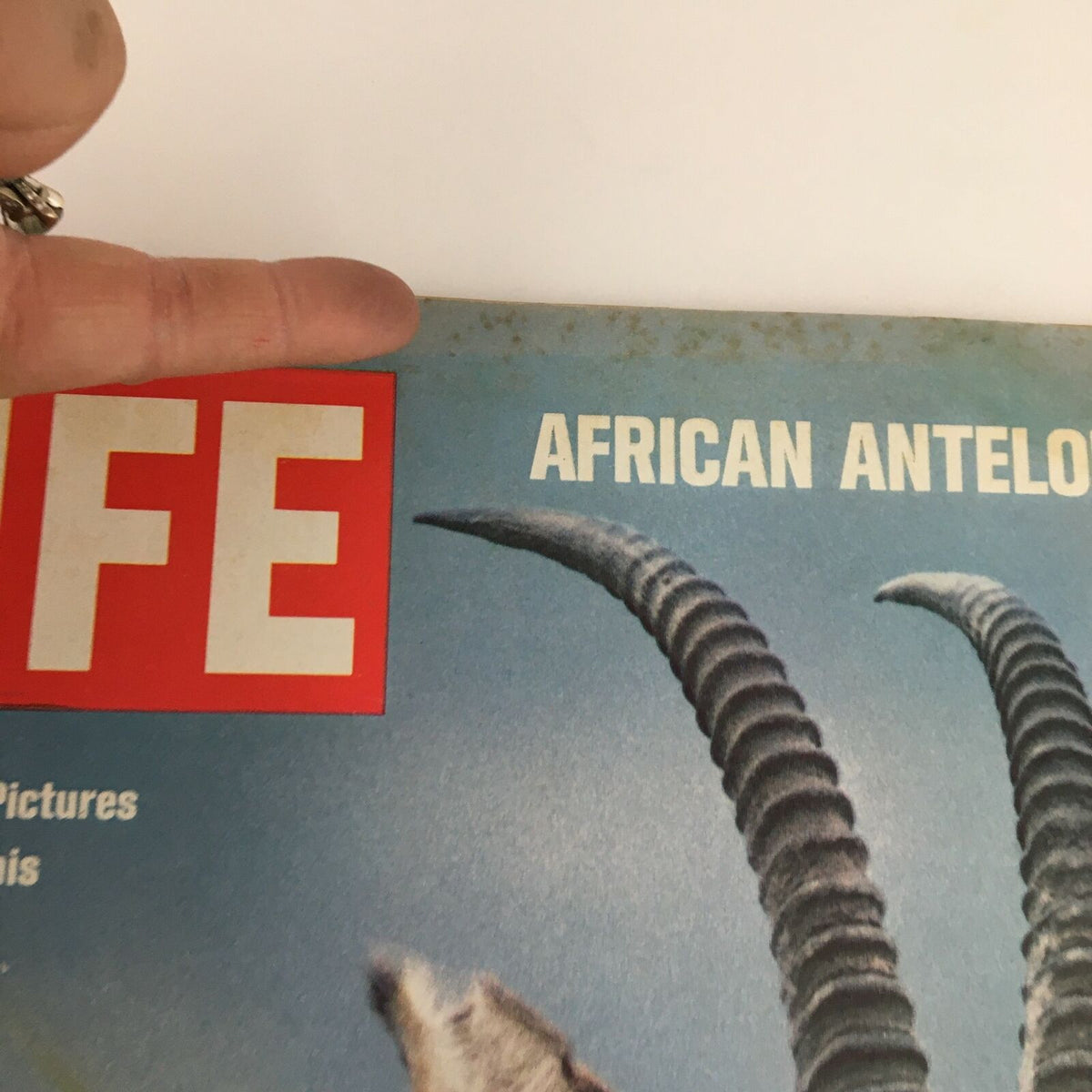 Close-up of the Life Magazine cover with the title 'AFRICAN ANTELOPE' and action pictures by John Dominis, dated December 5, 1969.