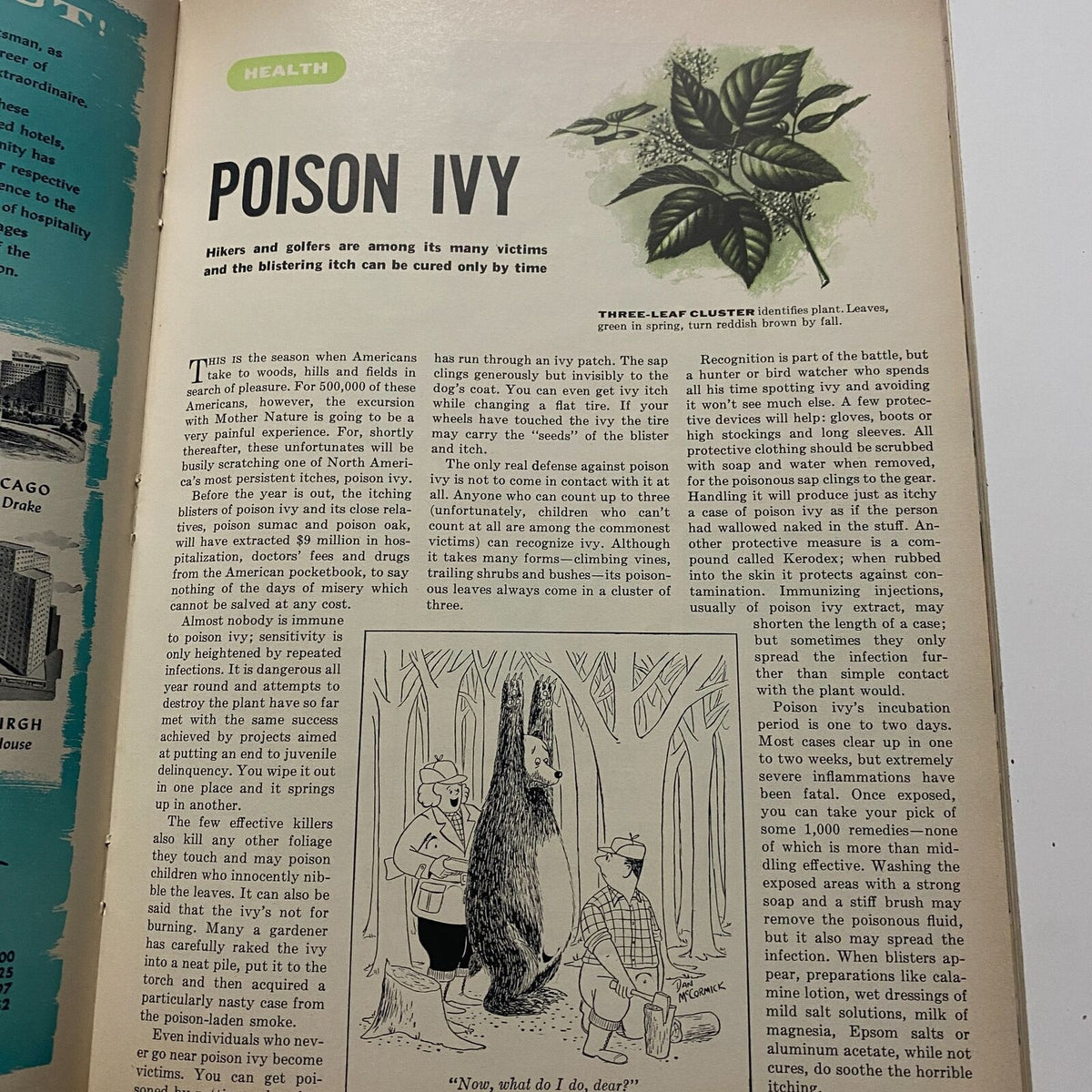 Health article about poison ivy in Sports Illustrated Magazine August 16 1954 First Edition explaining identification and prevention.