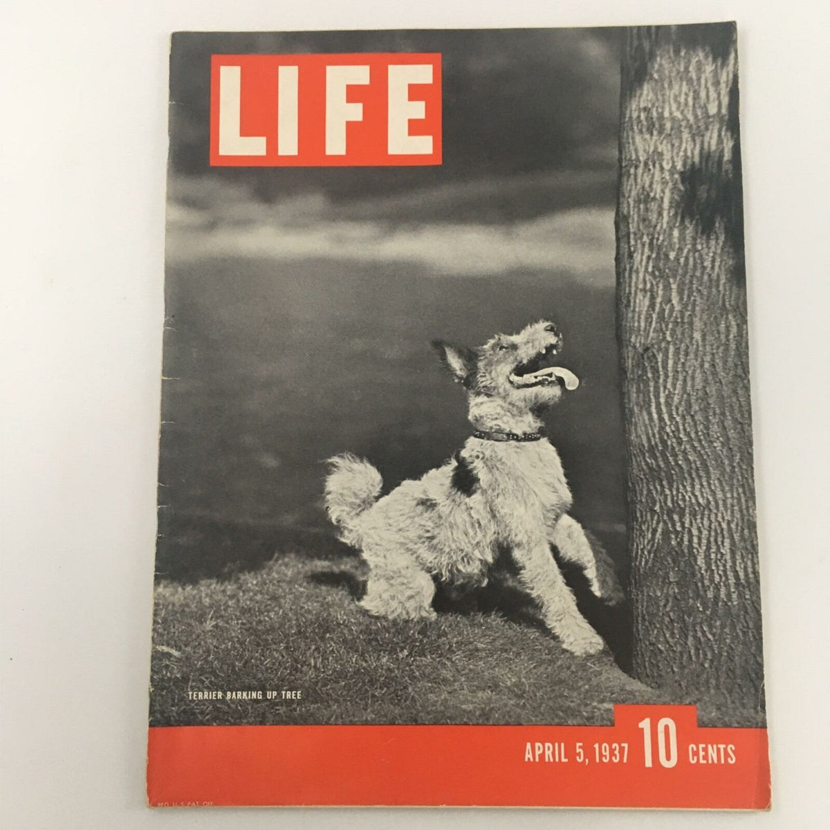 Cover of VTG Life Magazine April 5, 1937 featuring a terrier dog barking at a tree, highlighting the nostalgia of vintage publications.