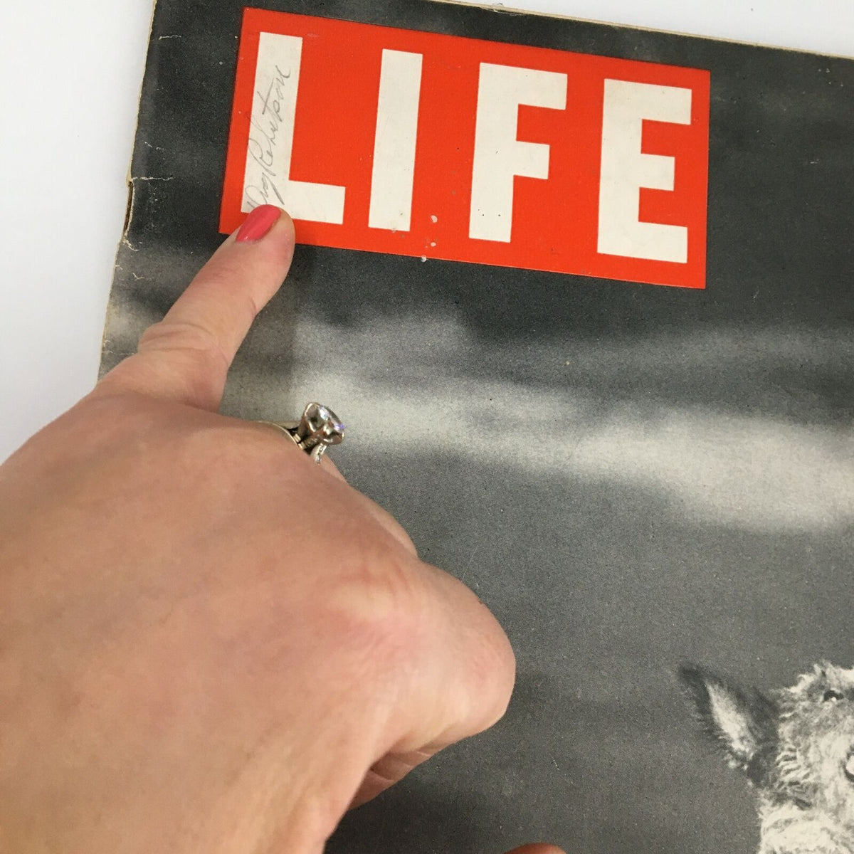 Close-up of VTG Life Magazine April 5 1937 cover, highlighting handwritten note on the title, depicting a terrier dog barking up a tree.