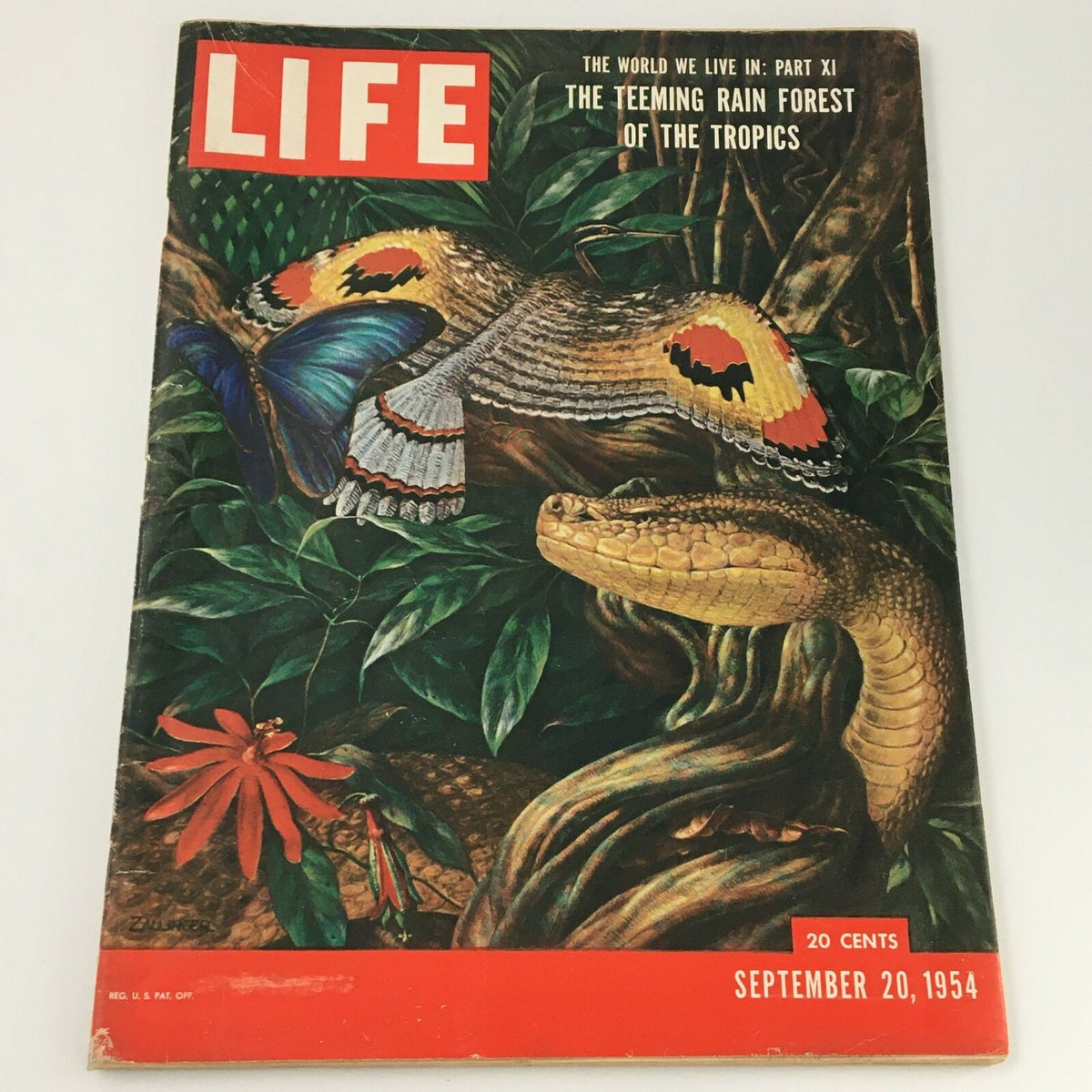 Vintage Life Magazine Cover from September 20, 1954, showcasing 'The Teeming Rainforest of the Tropics' with vibrant illustrations of a butterfly, snake, and tropical vegetation.
