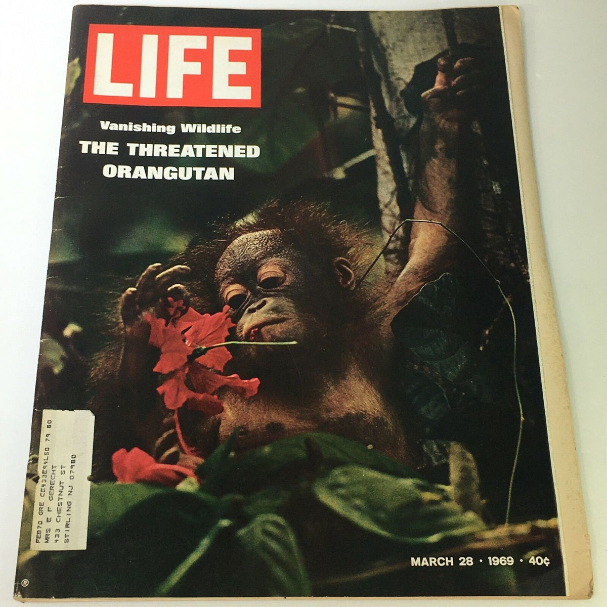 Cover of VTG Life Magazine from March 28, 1969, featuring the article 'Vanishing Wildlife of the Threatened Orangutan' with a young orangutan interacting with a red flower.