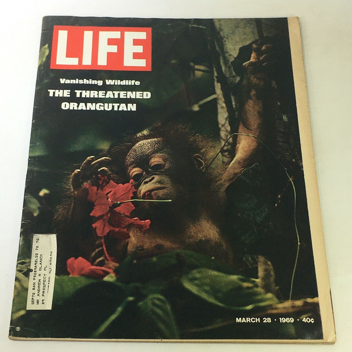 Cover of VTG Life Magazine from March 28, 1969, featuring the title 'Vanishing Wildlife: The Threatened Orangutan' with an image of a young orangutan holding a flower.