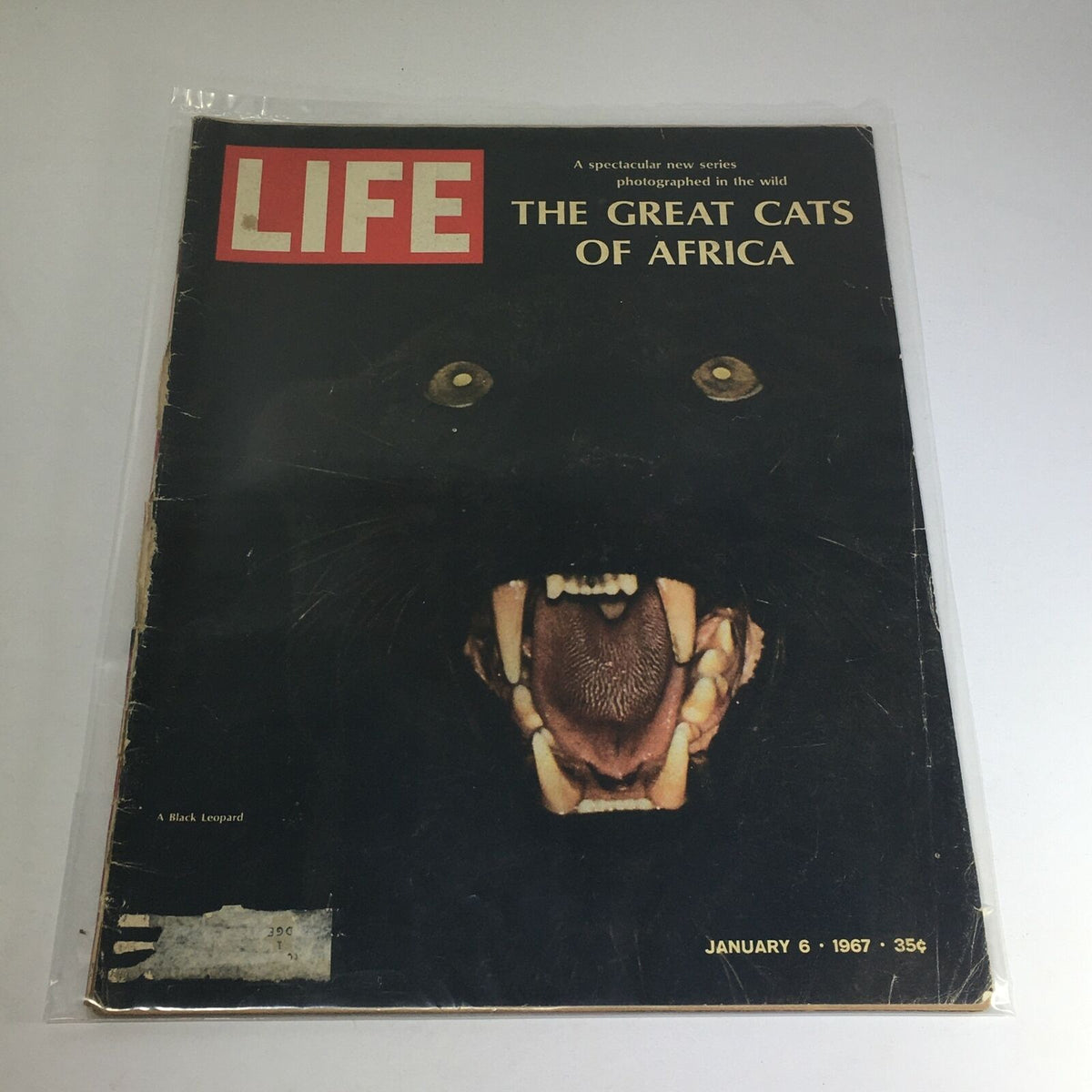 Cover of VTG Life Magazine from January 6, 1967, featuring a dramatic depiction of a black leopard with its mouth open, showcasing its teeth and intense eyes, under the title 'The Great Cats of Africa'.