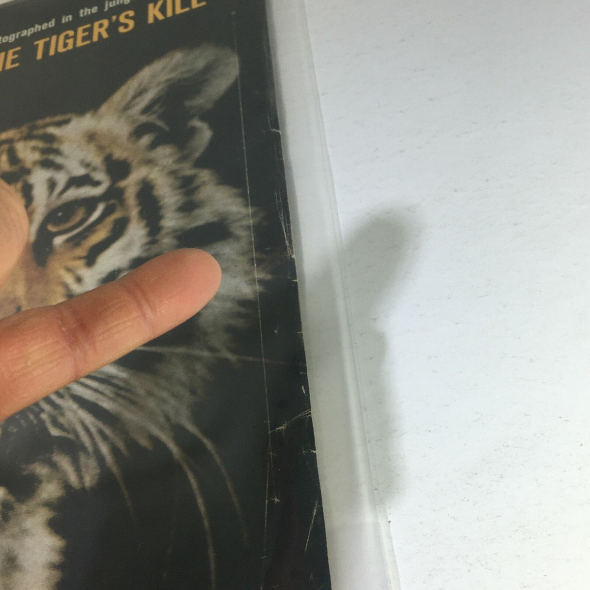 Side view of the cover of VTG Life Magazine, June 25, 1965, emphasizing the vintage style and the photograph of the tiger, part of 'THE TIGER'S KILL' feature.