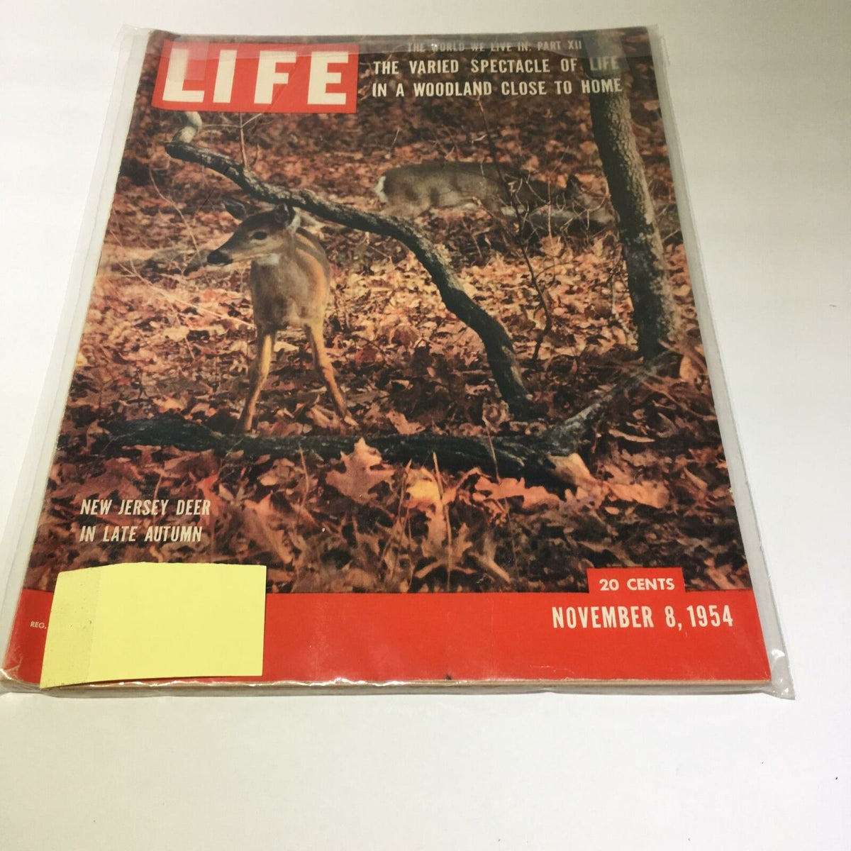Vintage Life Magazine cover from November 8, 1954, featuring New Jersey deer amidst autumn foliage, titled 'The Varied Spectacle of Life in a Woodland Close to Home'