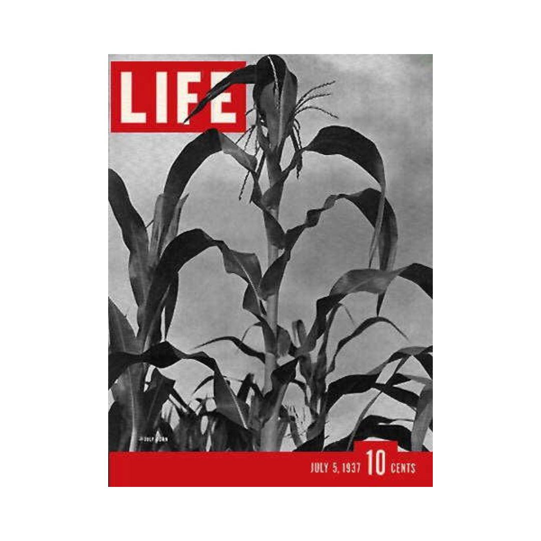 Life Magazine July 5, 1937 - Engaging Cover With Corn Stalks And Historical Insights