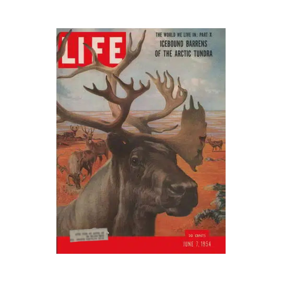 VTG Life Magazine June 7, 1954 cover featuring a majestic moose with antlers, set against a backdrop depicting the Icebound Barrens of the Arctic Tundra, showcasing wildlife and landscapes from this vintage publication.