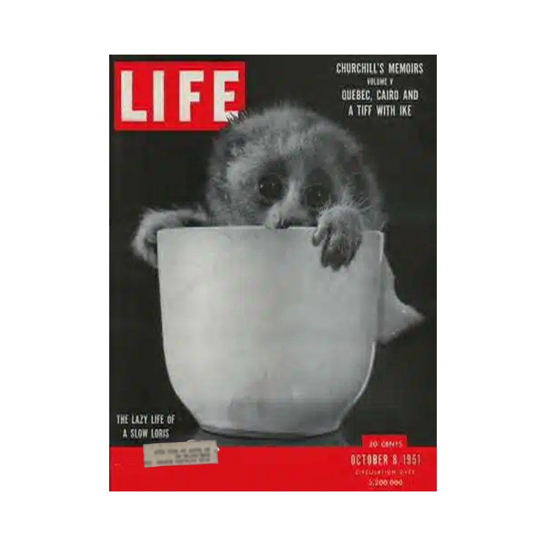 Vintage Life Magazine cover from October 8, 1951, featuring a Slow Loris in a bowl. The cover highlights the theme 'The Lazy Life of a Slow Loris' with an eye-catching design and bold text.