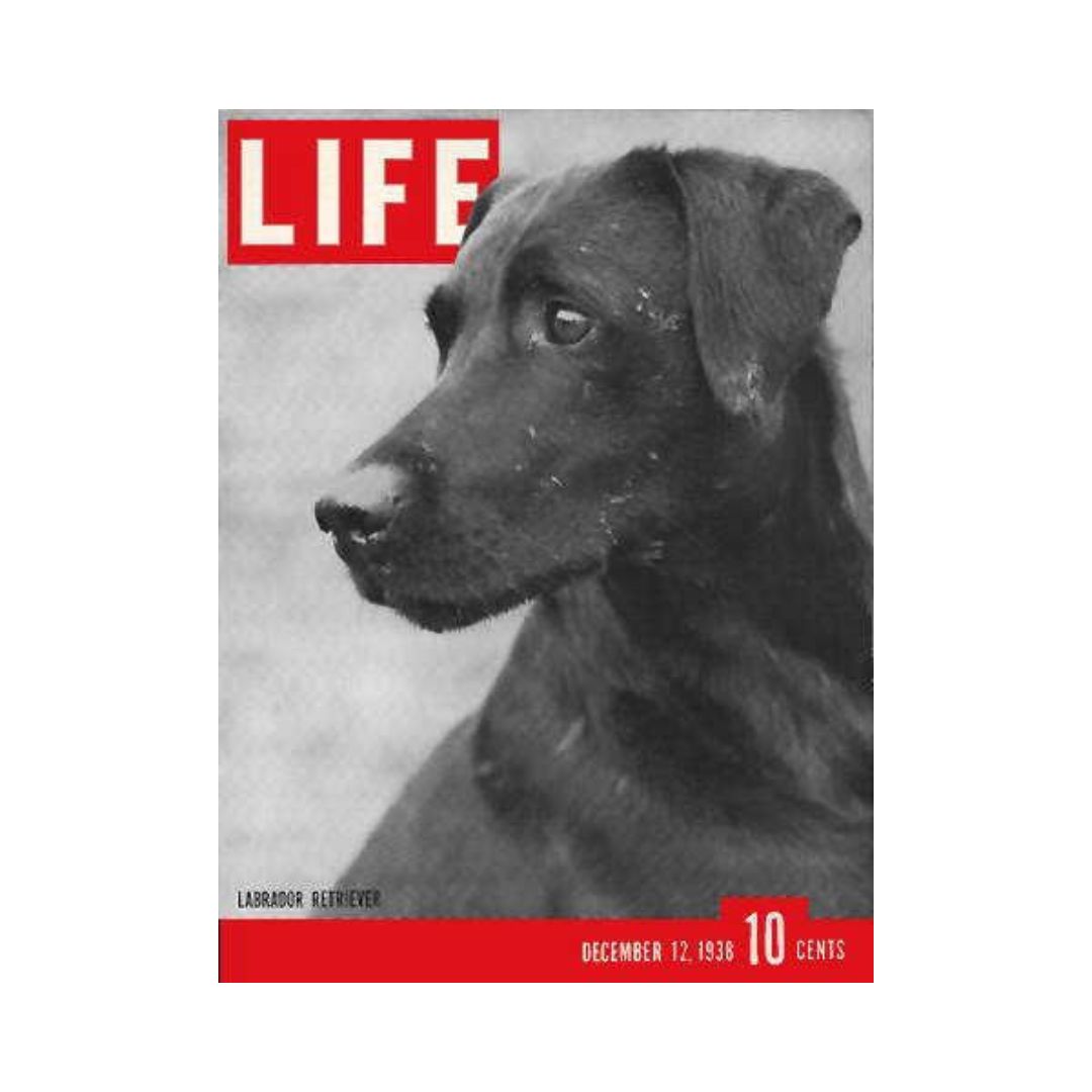 VTG Life Magazine Cover from December 12, 1938 featuring a Champion Labrador Retriever dog, showcasing vintage photography and iconic design.