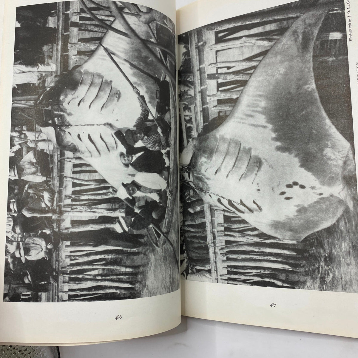 Interior page of the June 1919 National Geographic Magazine featuring an article on devil-fishing in the Gulf Stream, illustrating historical fishing practices.