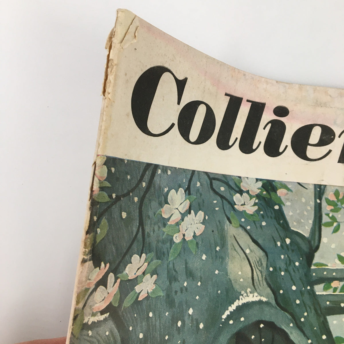 Close-up of the cover of VTG Collier's Magazine April 1 1950, highlighting the title 'Collier's' and detailed artwork of a tree in bloom.