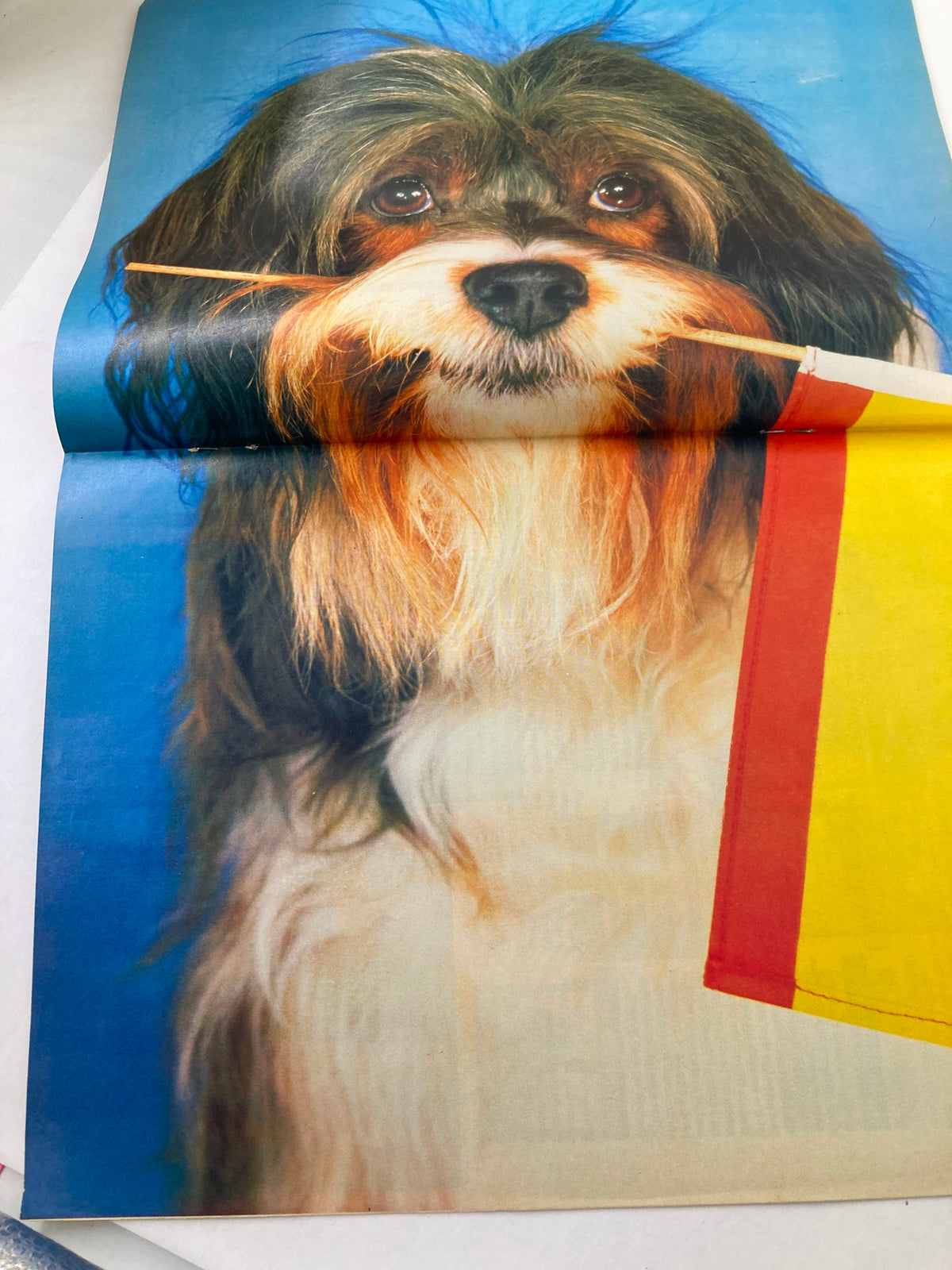 Lookin Magazine February 25, 1989 features a colorful centerfold of a charming dog with a chewing stick, highlighting vintage pet photography.