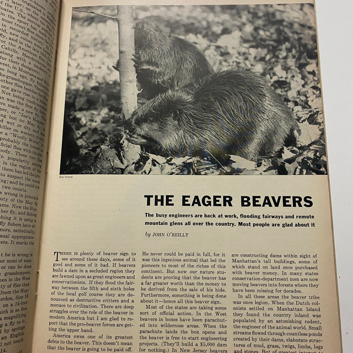 Article titled 'The Eager Beavers' along with an image of beavers from the Sports Illustrated Magazine August 16, 1954, first edition premier issue.