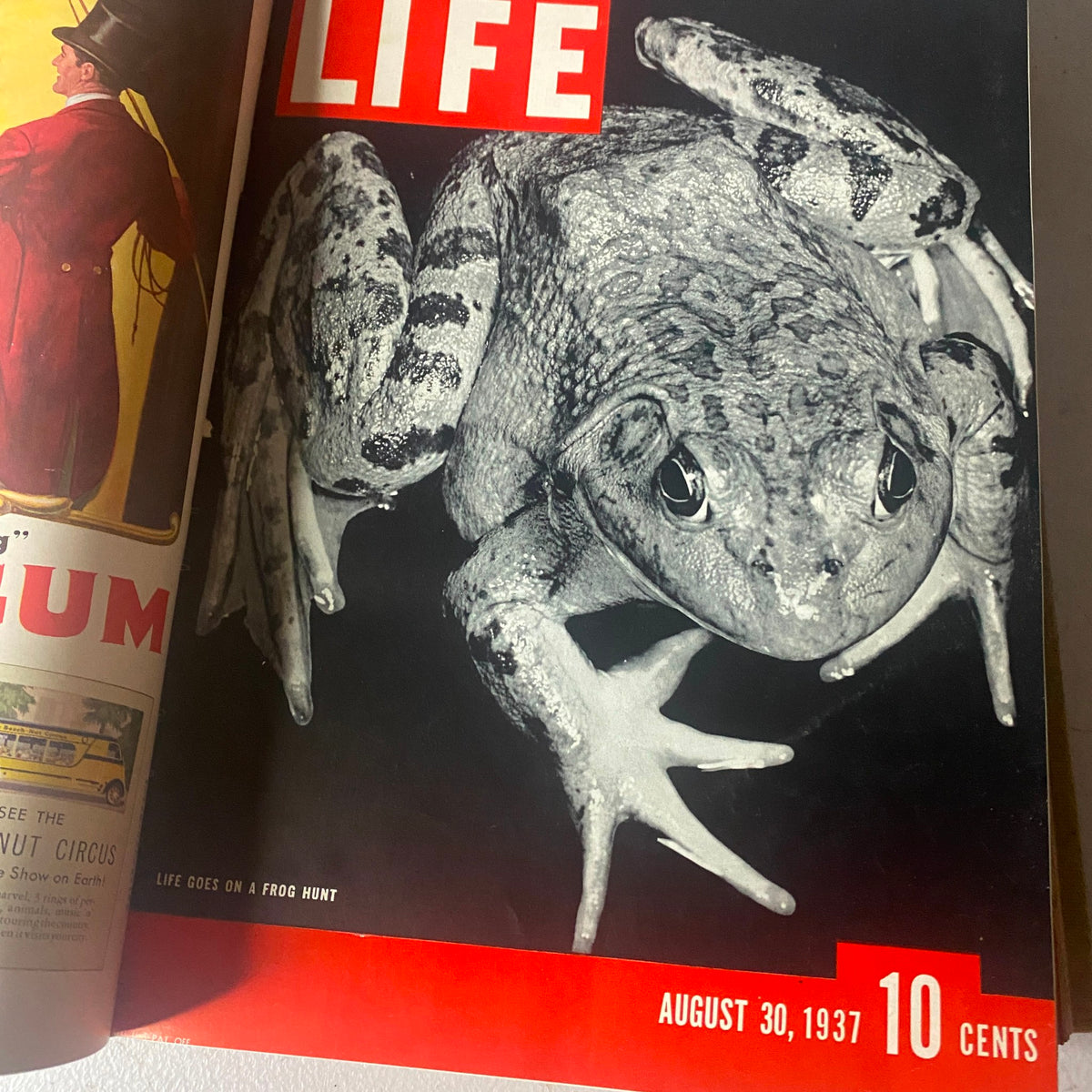 Cover of the VTG 1937 Bound Life Magazine showcasing the August 30 issue with a frog hunt theme.