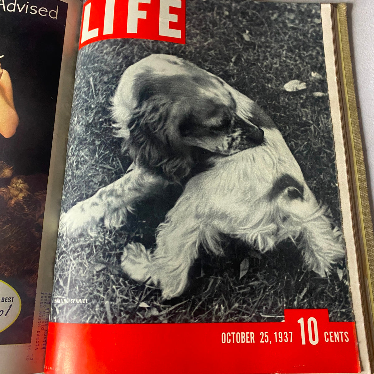 Cover of VTG 1937 Bound Life Magazine showcasing a black and white image of a hunting spaniel dog, published on October 25, 1937.
