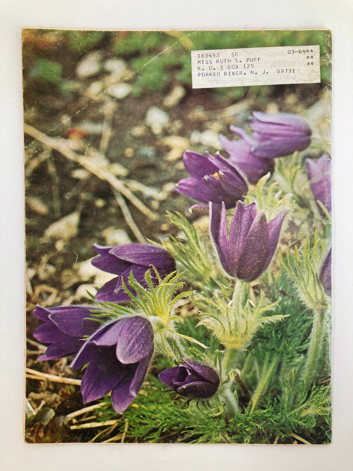 Back cover of VTG Horticulture Magazine February 1968 displaying purple flowers and an address label.