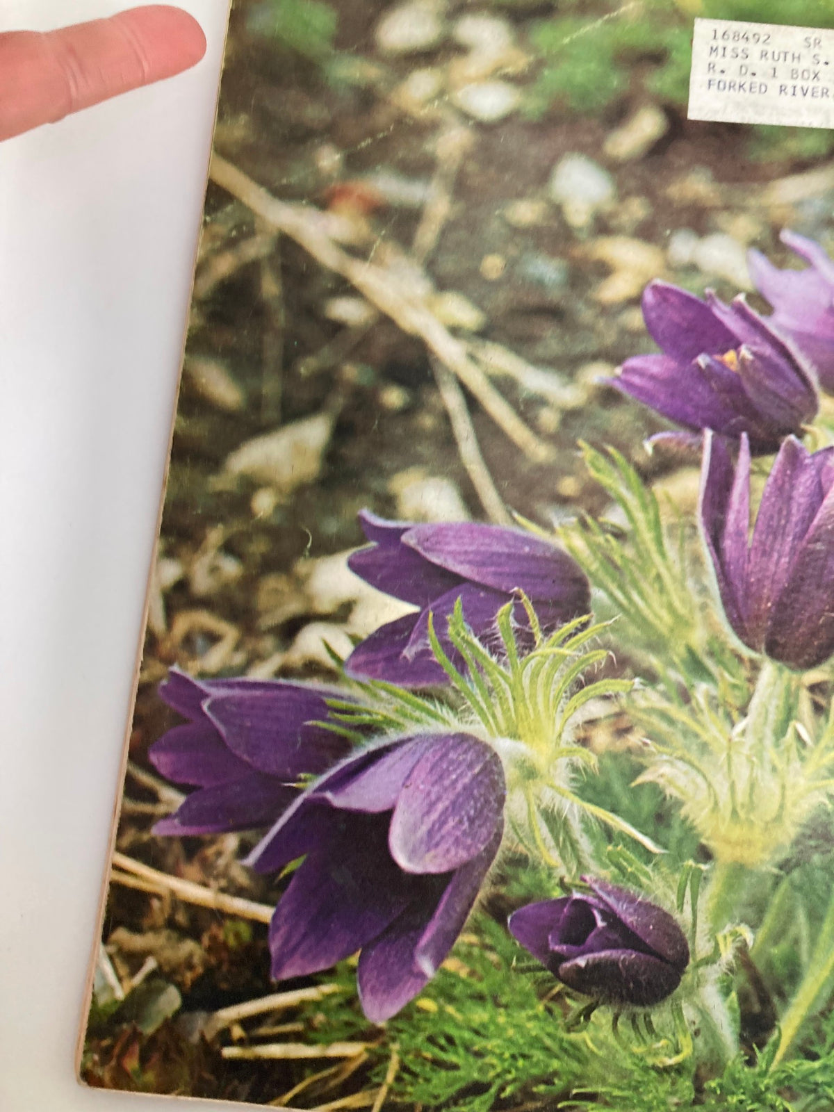 Side view of the back cover of VTG Horticulture Magazine February 1968 highlighting the purple flowers and address label.