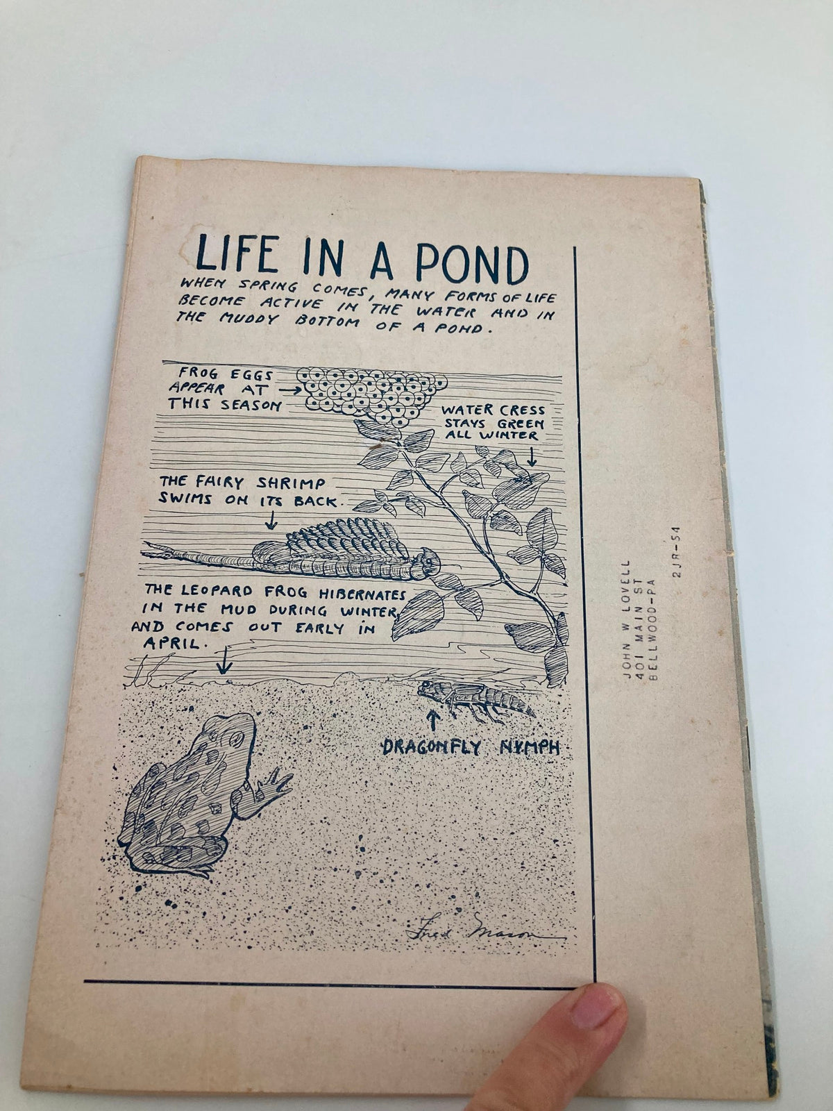 Illustration from the April 1954 VTG Junior Natural History Magazine titled 'Life in a Pond,' depicting various aquatic life and seasonal changes.