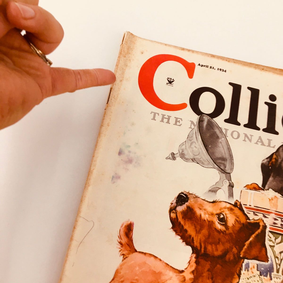 Close-up of a hand pointing at the title area of the vintage Collier's Magazine, dated April 21, 1934, with a playful puppy illustration.