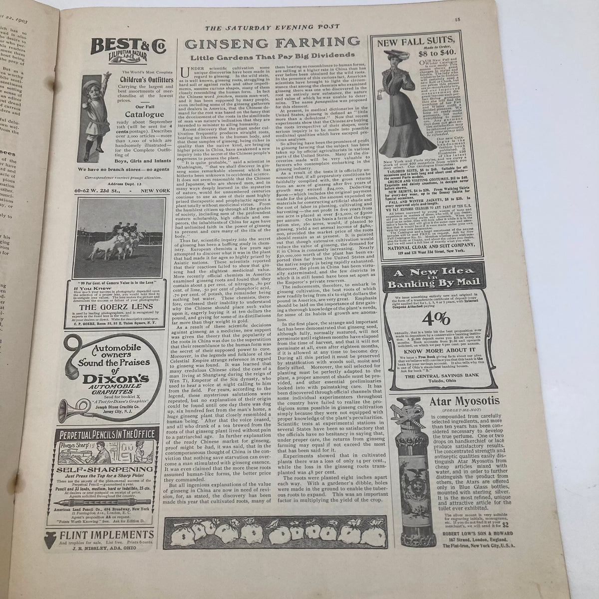 Inside page of the Saturday Evening Post August 22 1903 featuring an article on Ginseng Farming.
