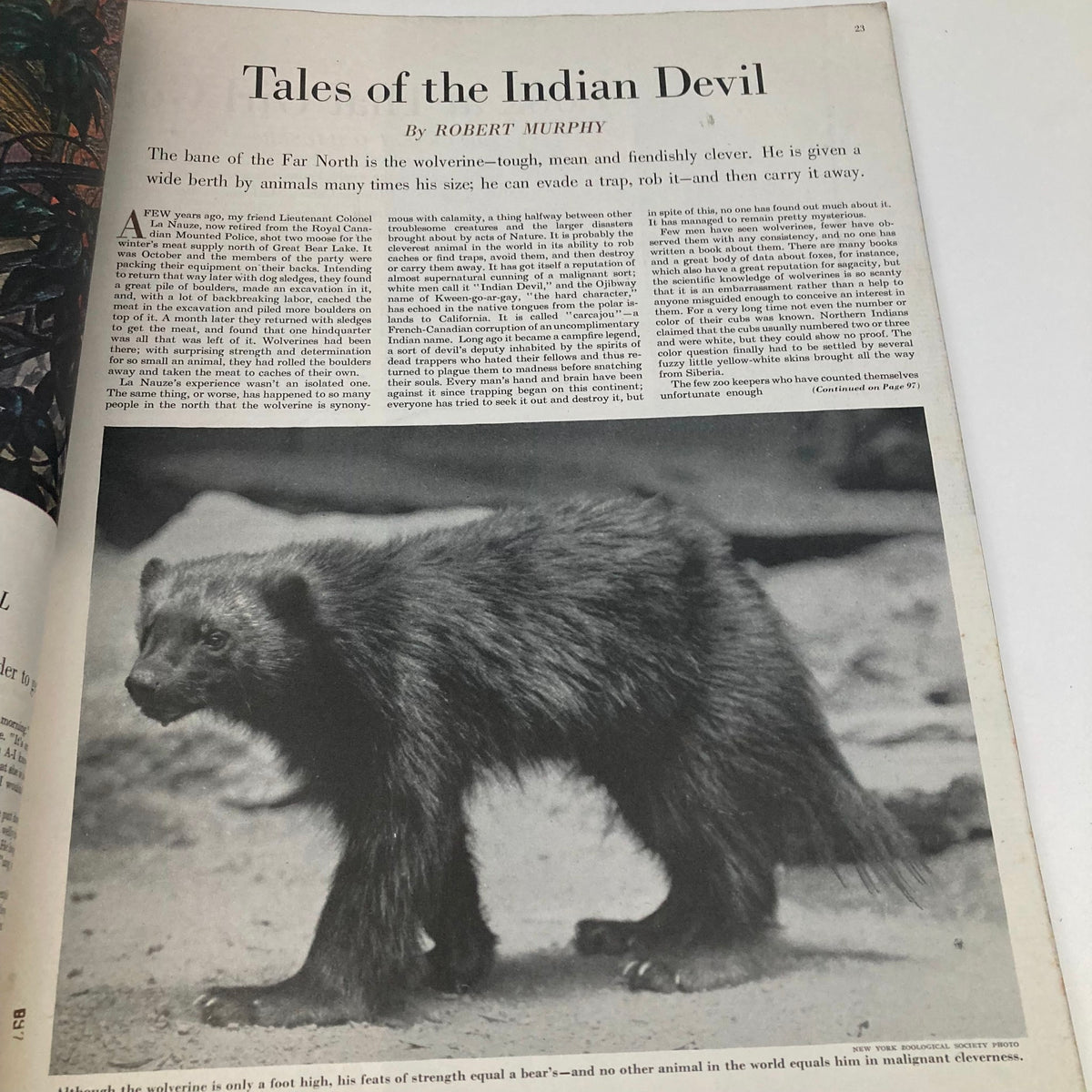 Article page from the Saturday Evening Post Magazine January 22, 1949, titled 'Tales of the Indian Devil' featuring a black and white photograph of a wolverine, highlighting wildlife narratives of the era.