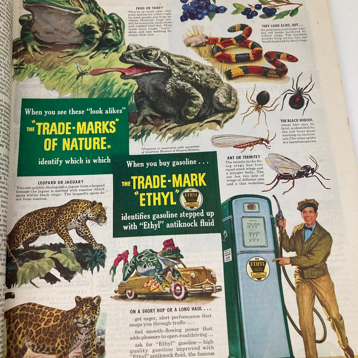 Informative advertisement page from the Saturday Evening Post Magazine January 22, 1949, showcasing nature's trade-marks with various illustrations and a gasoline advertisement.