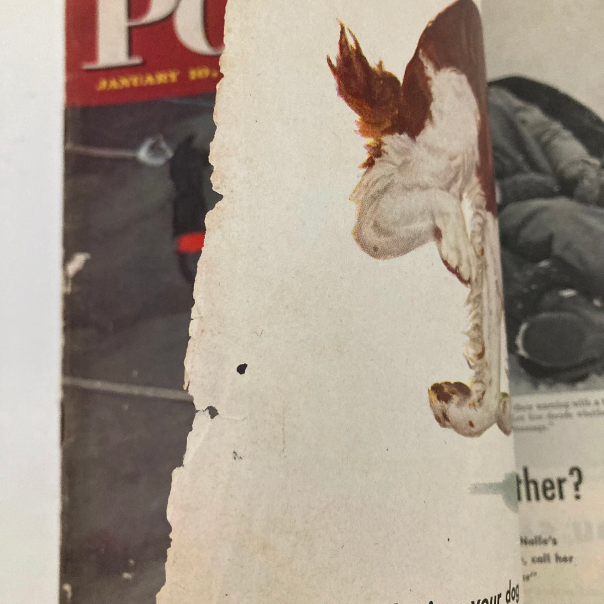 Close-up view of the edge of the Saturday Evening Post Magazine from January 10, 1948, showing wear on the cover and an illustrated dog.