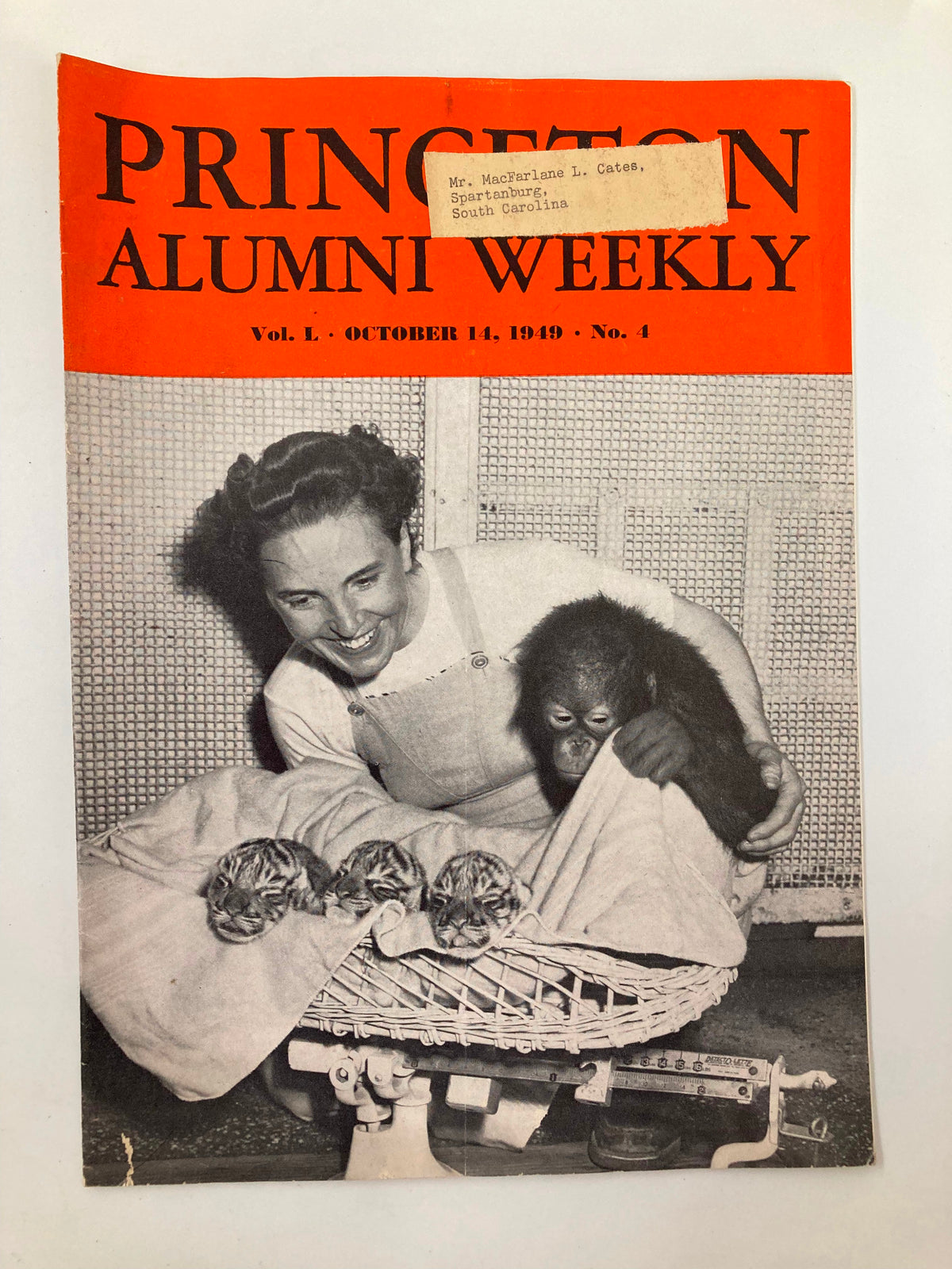 VTG Princeton Alumni Weekly October 14 1949 featuring a playful monkey and three tiger cubs on the cover, showcasing unique vintage art and memorabilia from Princeton University.