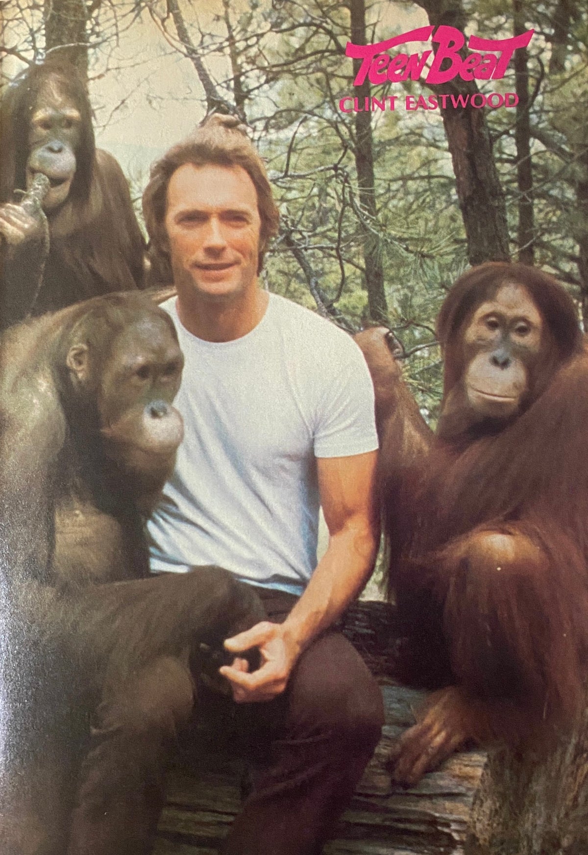 Teen Beat Magazine July 1979 featuring Clint Eastwood, posing with orangutans in a natural setting. A unique snapshot reflecting the playful side of a legendary Hollywood star.