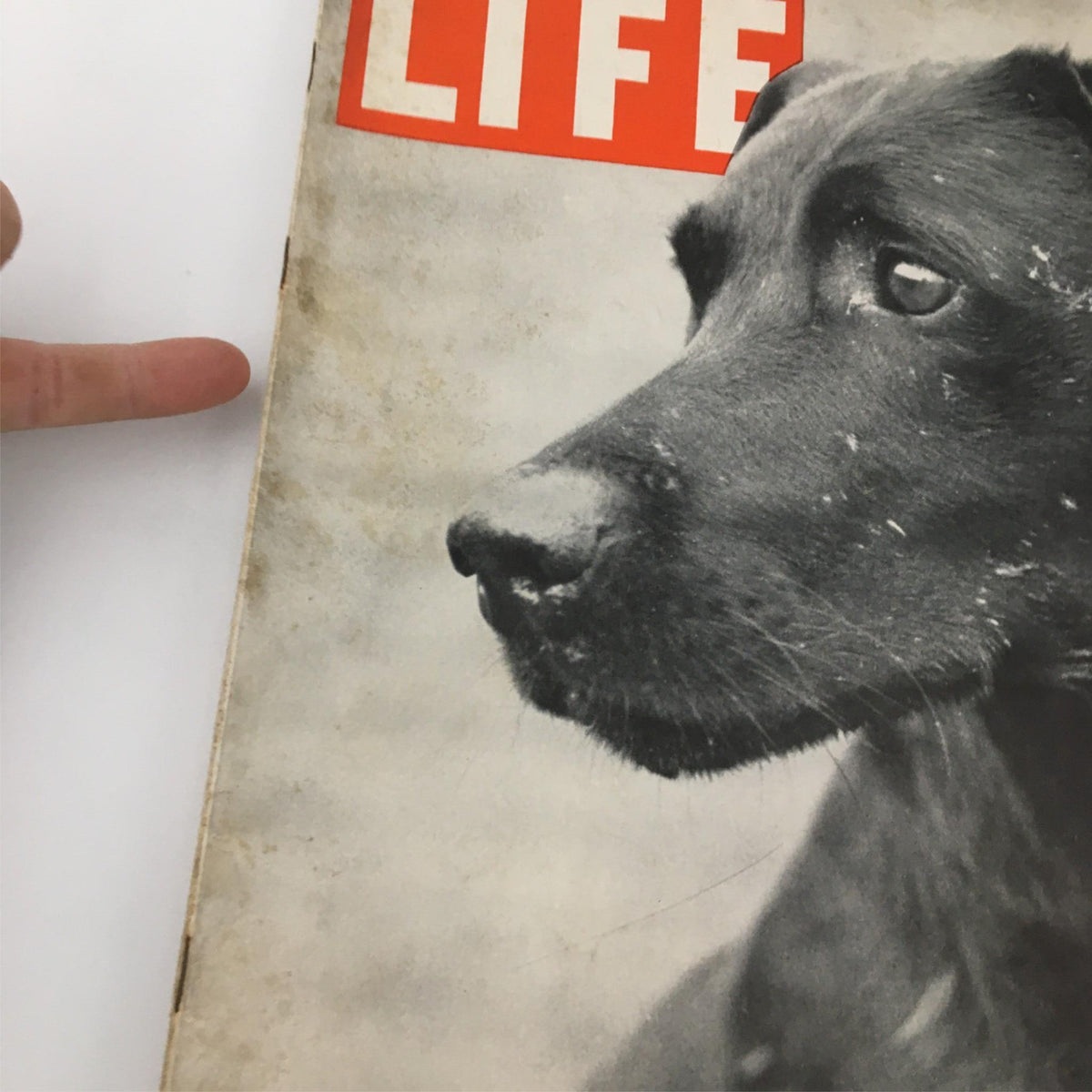 VTG Life Magazine December 12 1938 showcasing the cover with a portrait of a Labrador Retriever, emphasizing the magazine's historical value and appeal for collectors.