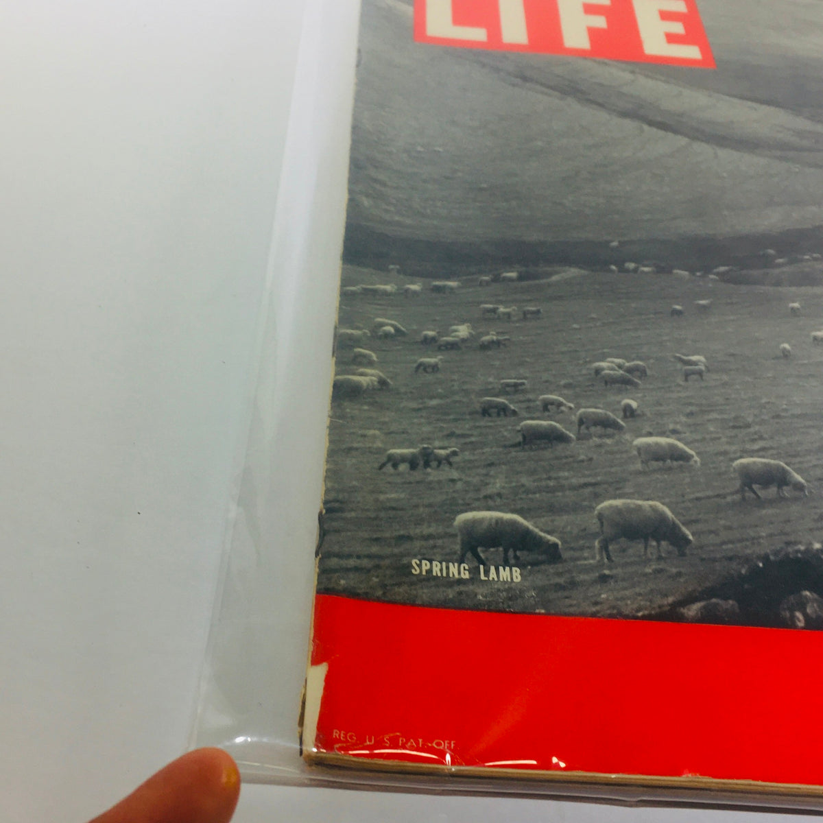 Close-up view of the cover of Vintage Life Magazine from May 24, 1937, titled Spring Lamb, showing sheep in a pasture with the magazine's iconic red title.