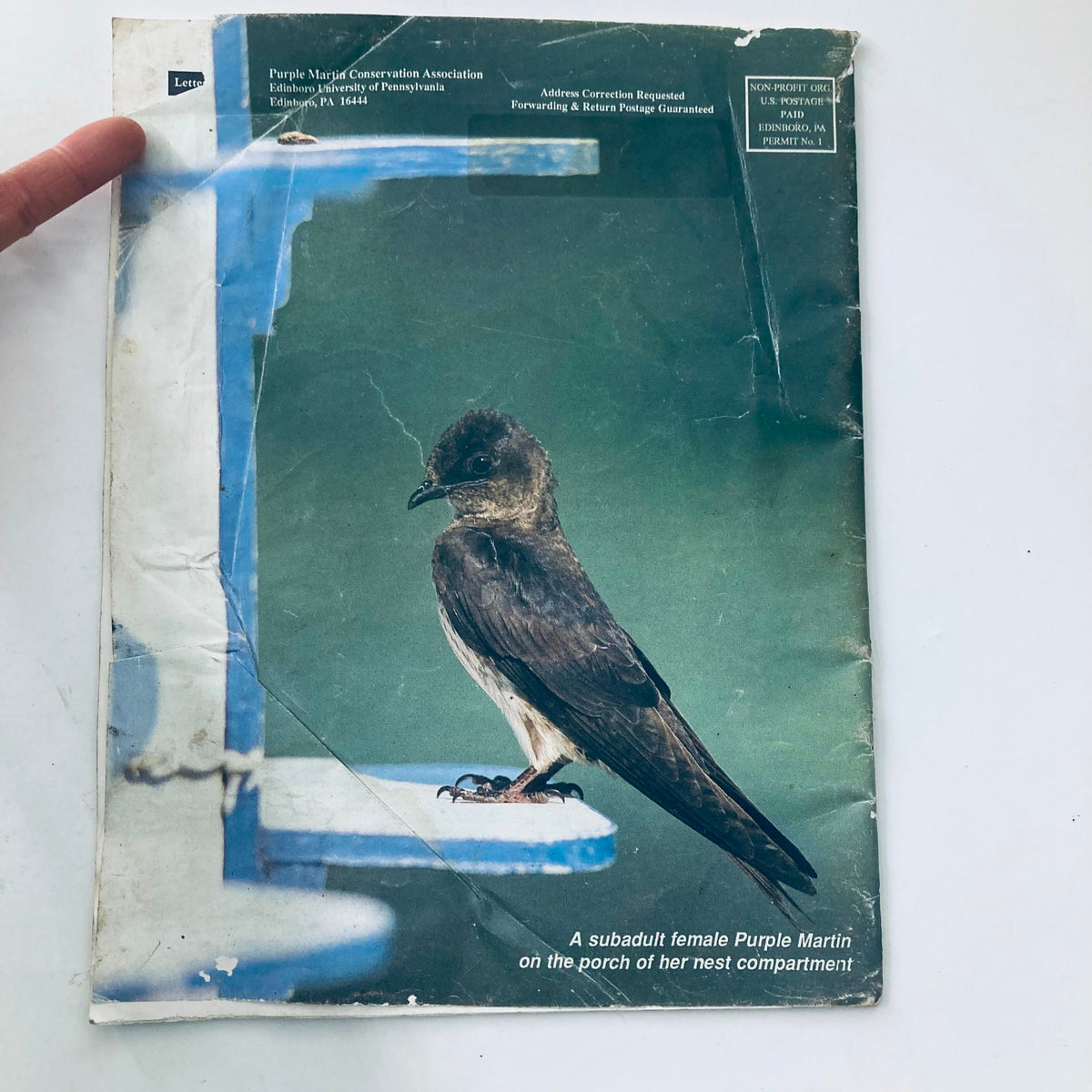 Back cover of VTG Purple Martin Update Above His Nesting Ground No Label, displaying a subadult female Purple Martin on the perch of her nest compartment.