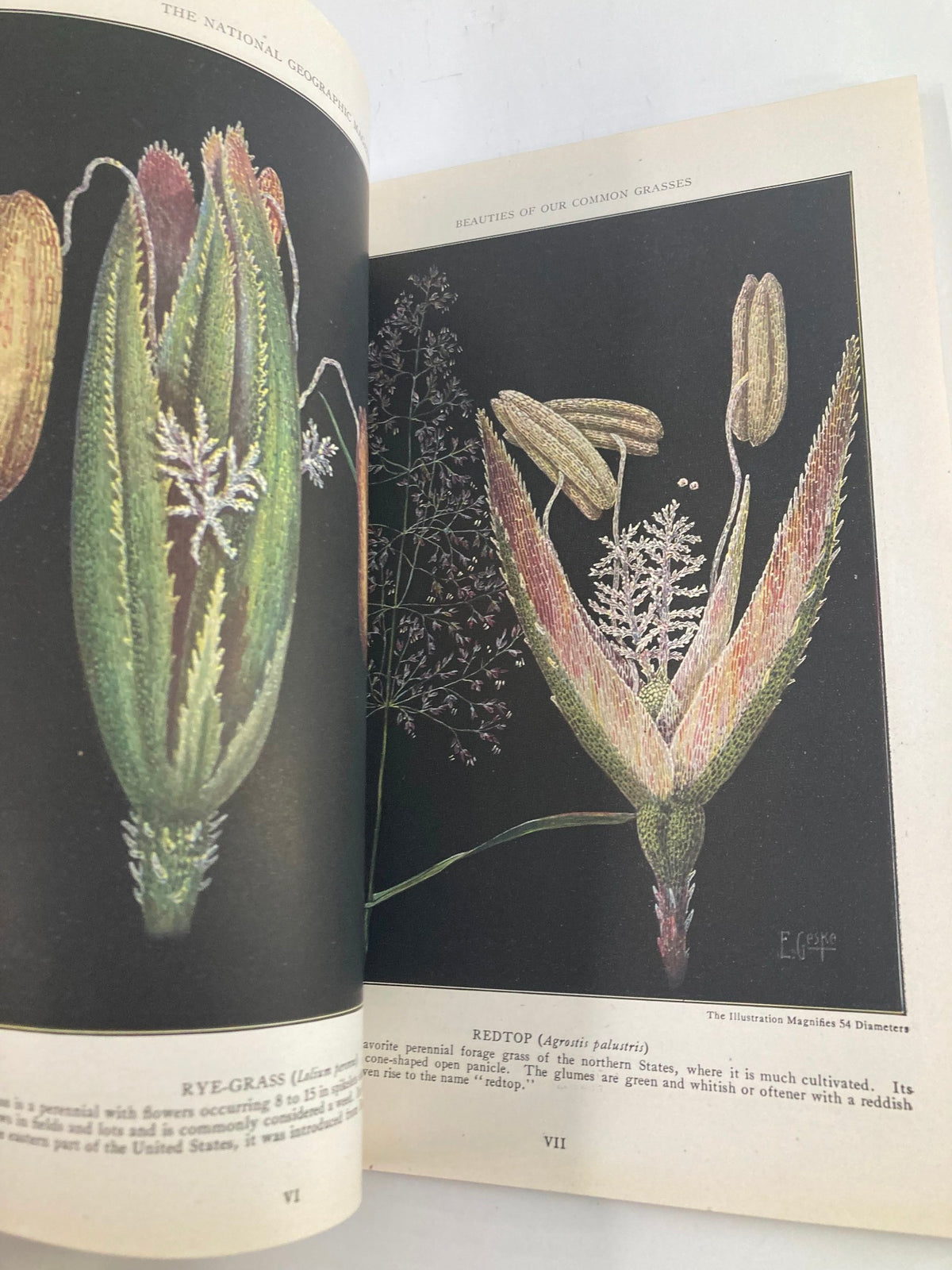 Illustration of common grasses from VTG The National Geographic Magazine June 1921, featuring detailed botanical drawings and vivid colors.
