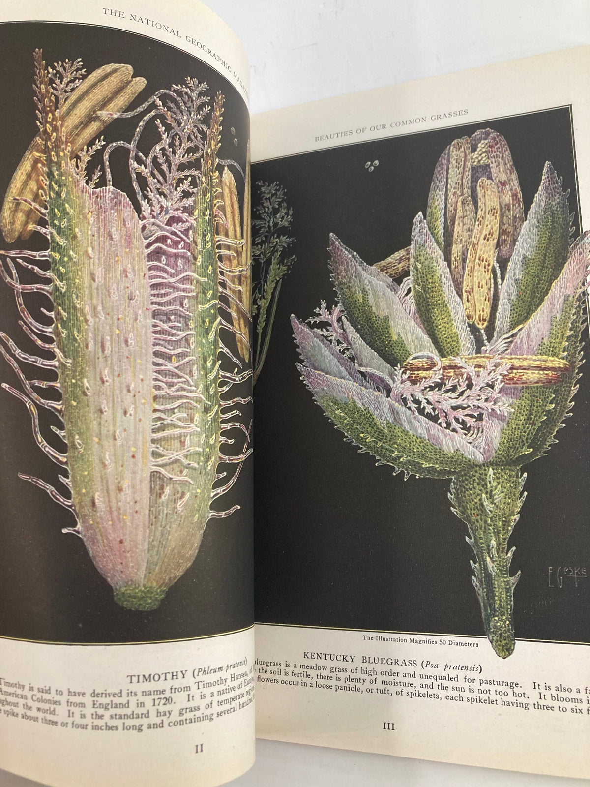 Illustration of Timothy and Kentucky Bluegrass from VTG The National Geographic Magazine June 1921 The Grand Canyon Bridge No Label, showcasing botanical details in vibrant colors.