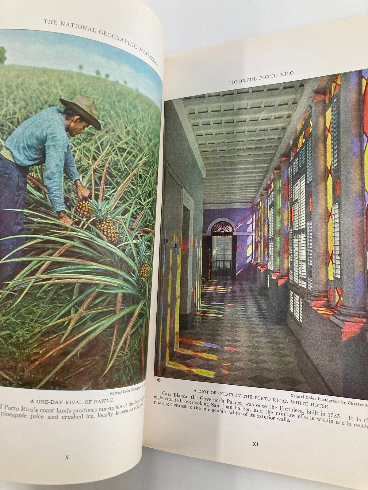 Image from VTG The National Geographic Magazine December 1924 depicting a farmer harvesting pineapples in Porto Rico, showcasing vibrant colors.