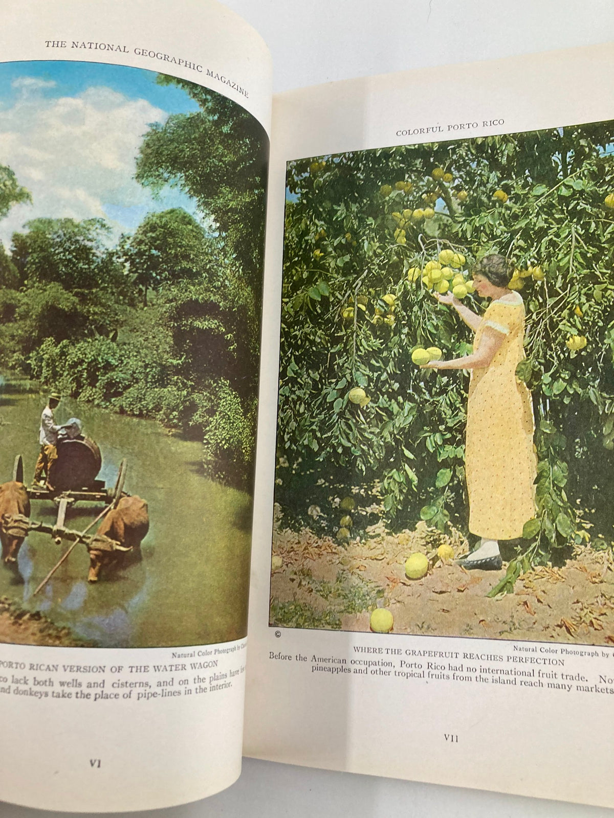 Image from VTG The National Geographic Magazine December 1924 showing a woman harvesting citrus fruits in Porto Rico, representing the island's agricultural richness.