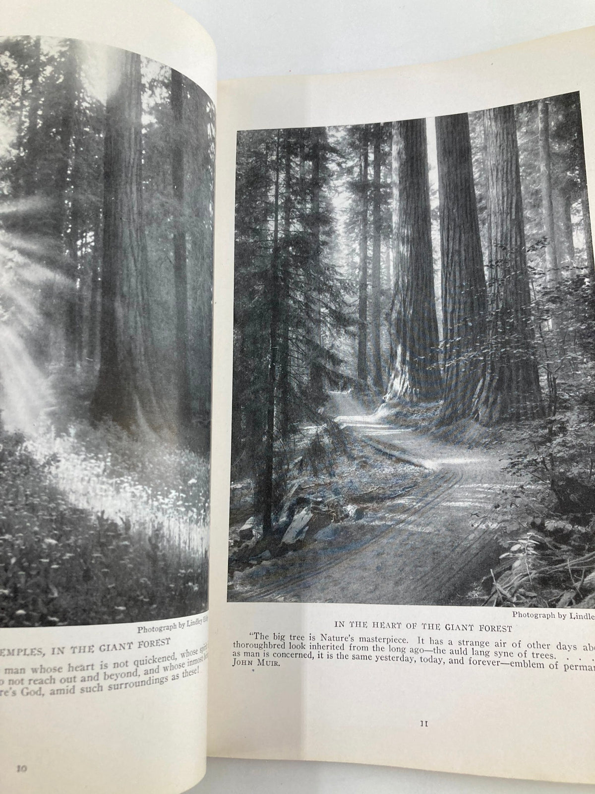 Photograph from VTG The National Geographic Magazine January 1917 depicting trees in the Giant Forest.