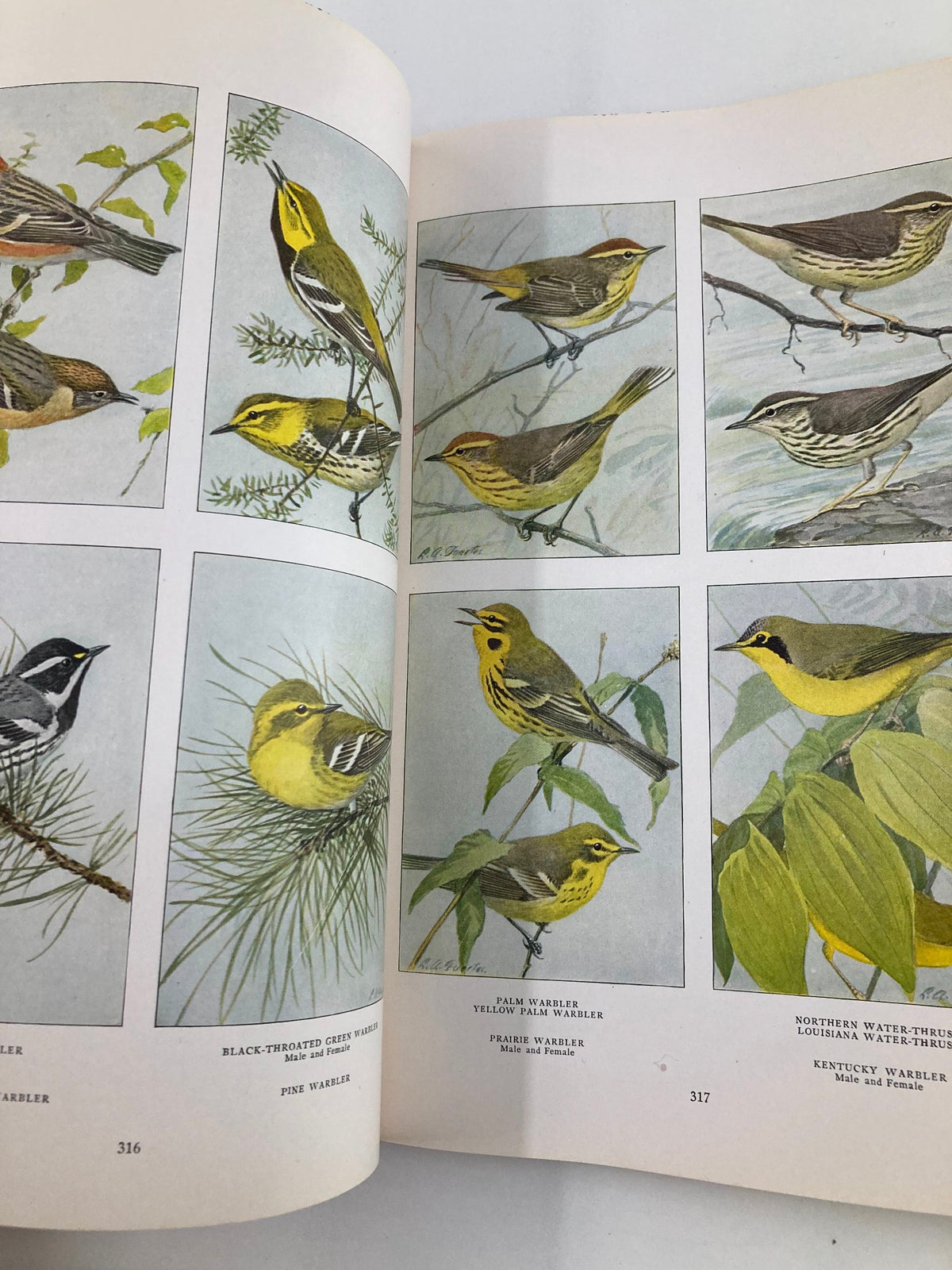 Illustrated pages from VTG The National Geographic Magazine April 1917 featuring various species of warblers, including the Black-throated Green, Yellow, and Northern Water-Warbler.